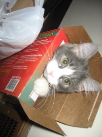 cat in box