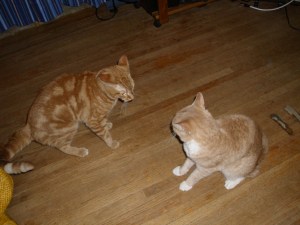 chip blondie face off